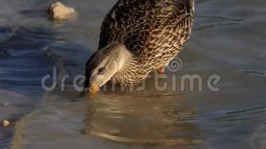 夕阳西下，一只五颜六色的棕色鸭子在湖水中喝水